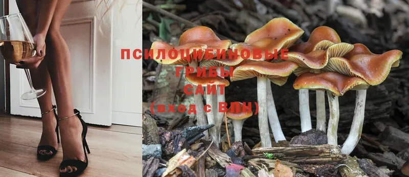 сколько стоит  Будённовск  маркетплейс клад  Галлюциногенные грибы Magic Shrooms  mega сайт 